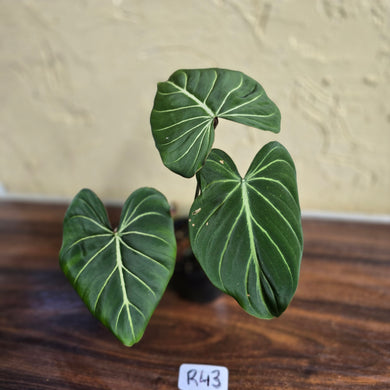 #R43 Philodendron Gloriosum