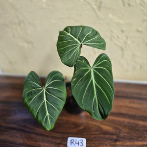 #R43 Philodendron Gloriosum