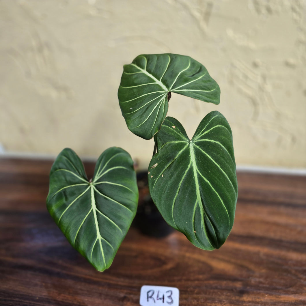 #R43 Philodendron Gloriosum