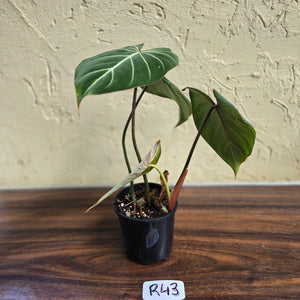 #R43 Philodendron Gloriosum