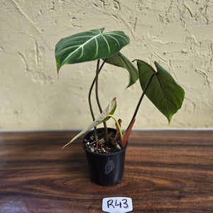 #R43 Philodendron Gloriosum