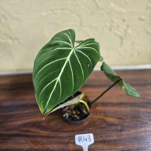 #R43 Philodendron Gloriosum