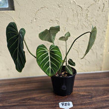 Load image into Gallery viewer, #R88 Philodendron Gloriosum