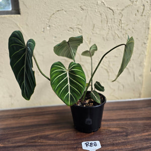 #R88 Philodendron Gloriosum