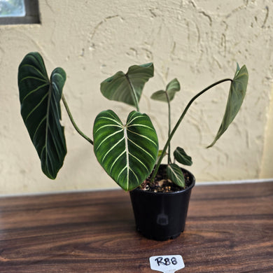 #R88 Philodendron Gloriosum