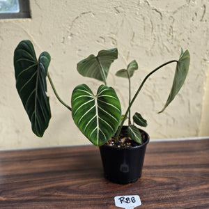 #R88 Philodendron Gloriosum