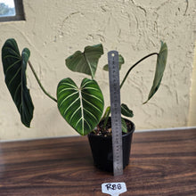 Load image into Gallery viewer, #R88 Philodendron Gloriosum