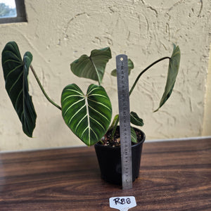 #R88 Philodendron Gloriosum