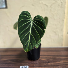 Load image into Gallery viewer, #R88 Philodendron Gloriosum