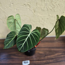 Load image into Gallery viewer, #R88 Philodendron Gloriosum