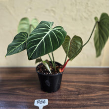 Load image into Gallery viewer, #R88 Philodendron Gloriosum