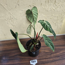 Load image into Gallery viewer, #R88 Philodendron Gloriosum