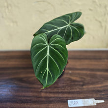 Load image into Gallery viewer, #R69 Philodendron Gloriosum