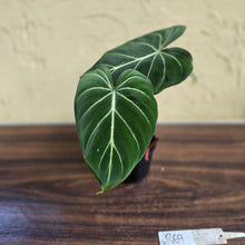 Load image into Gallery viewer, #R69 Philodendron Gloriosum