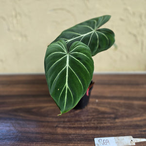 #R69 Philodendron Gloriosum