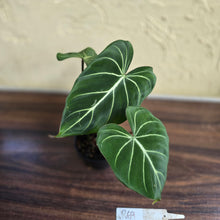Load image into Gallery viewer, #R69 Philodendron Gloriosum