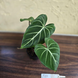 #R69 Philodendron Gloriosum