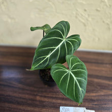 Load image into Gallery viewer, #R69 Philodendron Gloriosum