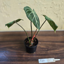 Load image into Gallery viewer, #R69 Philodendron Gloriosum