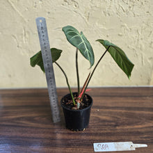 Load image into Gallery viewer, #R69 Philodendron Gloriosum