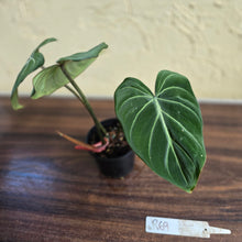 Load image into Gallery viewer, #R69 Philodendron Gloriosum