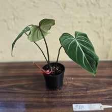 Load image into Gallery viewer, #R69 Philodendron Gloriosum