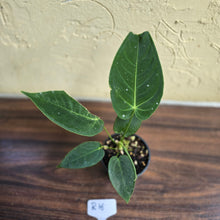 Load image into Gallery viewer, #R16 Anthurium Purple Mama