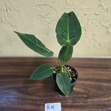 Load image into Gallery viewer, #R16 Anthurium Purple Mama