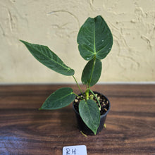 Load image into Gallery viewer, #R16 Anthurium Purple Mama