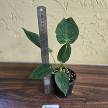 Load image into Gallery viewer, #R16 Anthurium Purple Mama