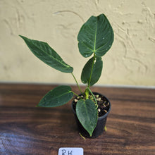 Load image into Gallery viewer, #R16 Anthurium Purple Mama