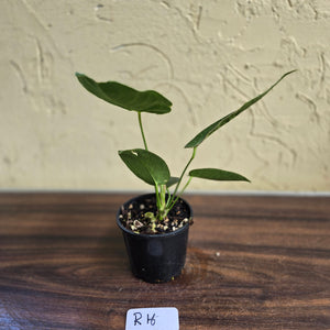 #R16 Anthurium Purple Mama