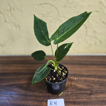 Load image into Gallery viewer, #R16 Anthurium Purple Mama