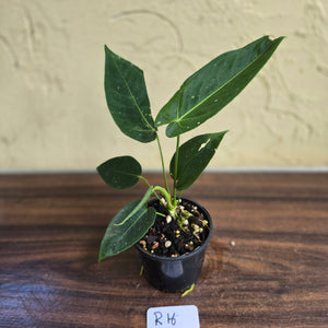 #R16 Anthurium Purple Mama