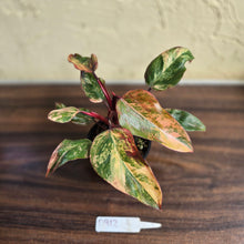 Load image into Gallery viewer, #D912 Philodendron Strawberry Shake