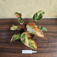 Load image into Gallery viewer, #D912 Philodendron Strawberry Shake