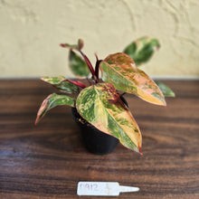 Load image into Gallery viewer, #D912 Philodendron Strawberry Shake