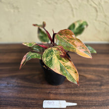 Load image into Gallery viewer, #D912 Philodendron Strawberry Shake