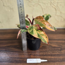 Load image into Gallery viewer, #D912 Philodendron Strawberry Shake