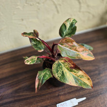 Load image into Gallery viewer, #D912 Philodendron Strawberry Shake
