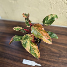 Load image into Gallery viewer, #D912 Philodendron Strawberry Shake