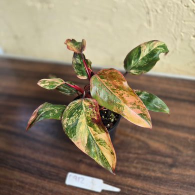 #D912 Philodendron Strawberry Shake
