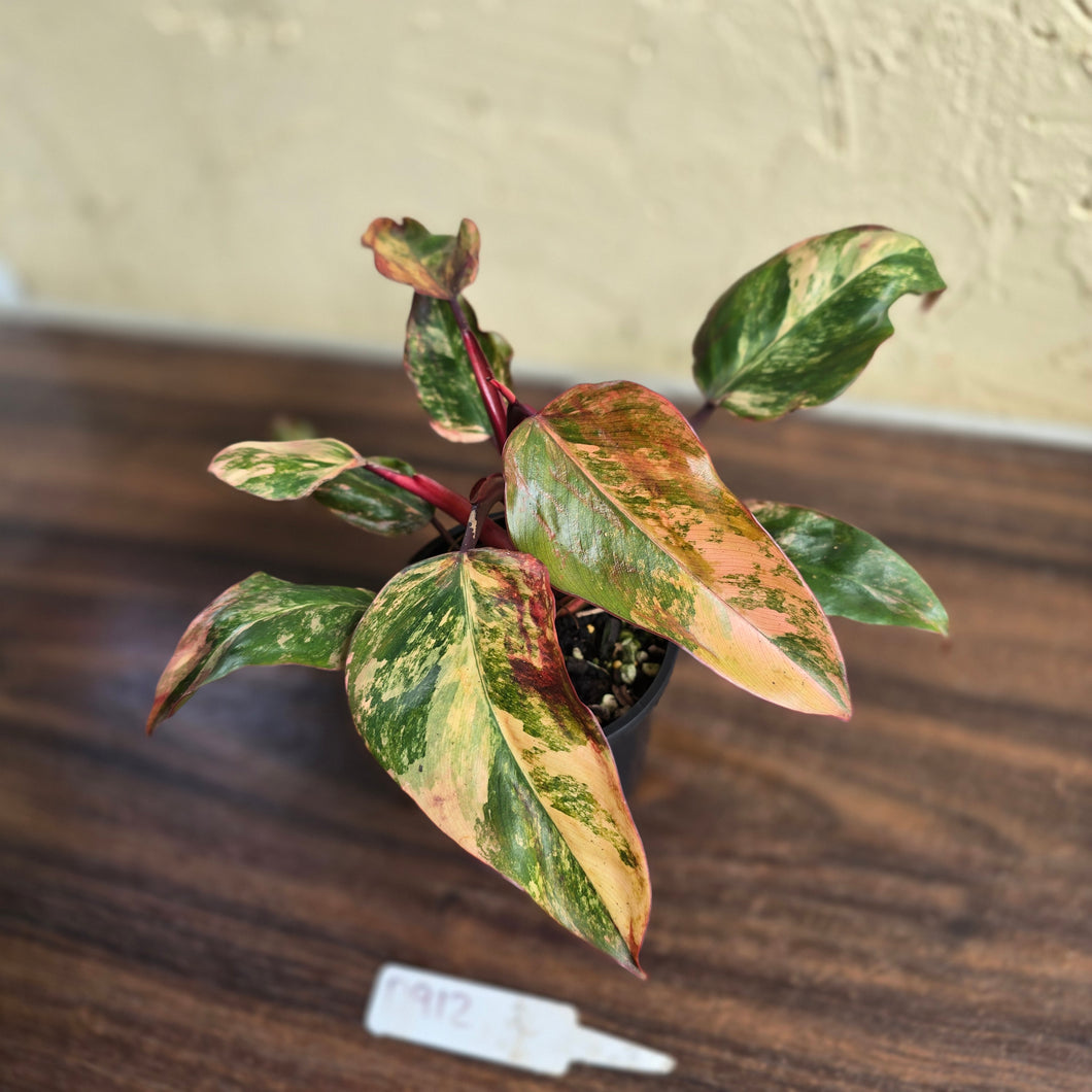 #D912 Philodendron Strawberry Shake