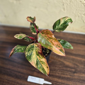 #D912 Philodendron Strawberry Shake