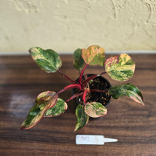 Load image into Gallery viewer, #D912 Philodendron Strawberry Shake