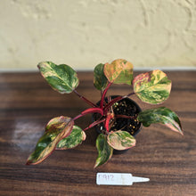 Load image into Gallery viewer, #D912 Philodendron Strawberry Shake