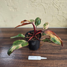 Load image into Gallery viewer, #D912 Philodendron Strawberry Shake