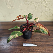 Load image into Gallery viewer, #D912 Philodendron Strawberry Shake