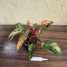 Load image into Gallery viewer, #D912 Philodendron Strawberry Shake
