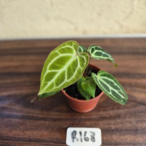 #R168 Three x Anthurium Crystallinum x